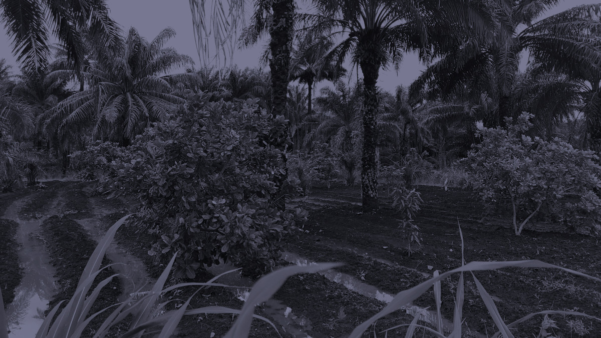 Eine Waldplantage in Sierra Leone